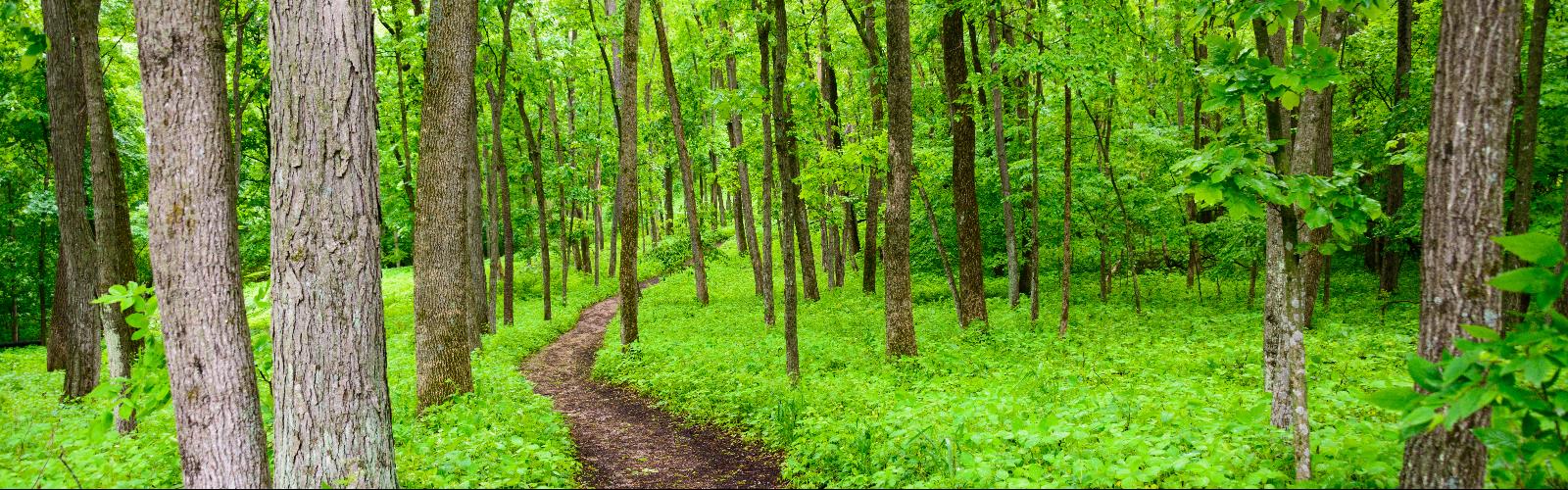 Hiking in Iowa - natural landscape  tree grass outdoor plant forest nature landscape green wood woodland grove park jungle wooded old-growth forest biome natural environment area northern hardwood forest lush