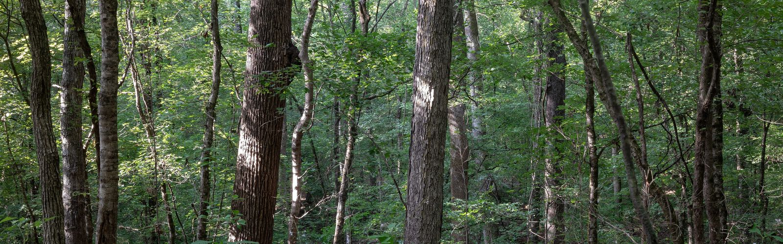 Hiking in Piney Woods