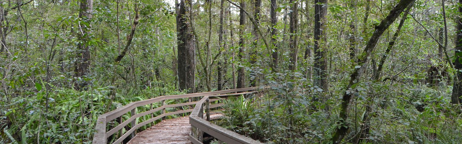 Hiking in Southwest Florida