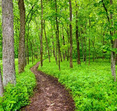 Iowa  tree grass outdoor plant forest nature landscape green wood woodland grove park jungle wooded old-growth forest biome natural environment area northern hardwood forest lush