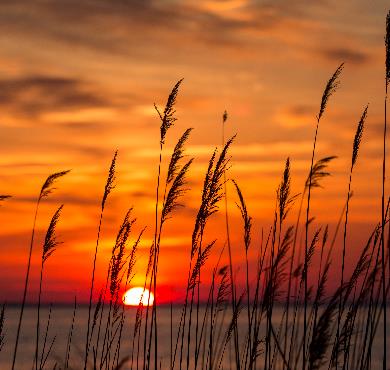 Maryland  sun tree outdoor sunset sky nature boat plant cloud sunrise landscape setting orange grass phragmites colorful set palm tree