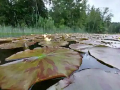 Vue en randonnée de Elk Lake