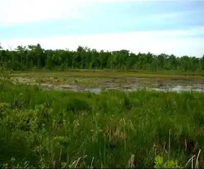 Mud Lake hiking trail - natural landscape