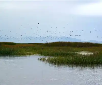 Bear River Migratory Bird Refuge hiking trail - natural landscape