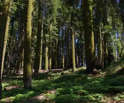 High Sierra Trail hiking trail - natural landscape