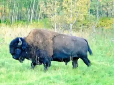 Wood Bison Trail hike - nature and outdoors
