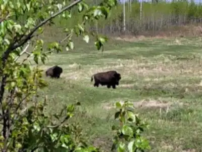 Wood Bison Trail hiking trail - natural landscape