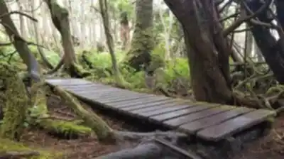 Discover Botanical Beach Provincial Park in Vancouver Island