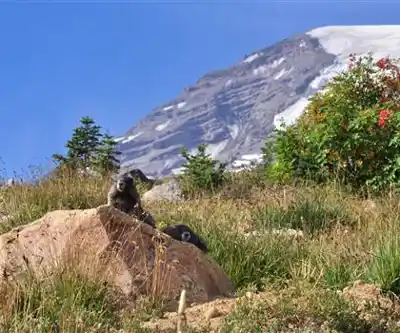 Skyline Trail hiking trail - natural landscape