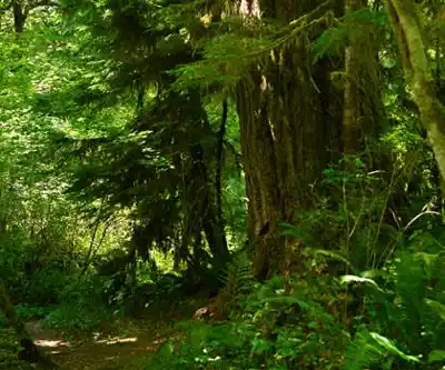 Washington Park Trail hiking trail - natural landscape