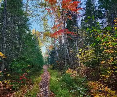 Mizzy Lake Trail, Algonquin Provincial Park, Ontario hike - nature and outdoors