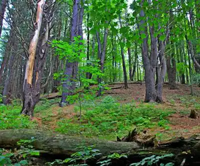 Quaker Lake hiking trail - natural landscape