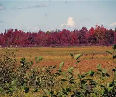 Sentier de randonnée Sunkhaze Meadows National Wildlife Refuge - paysage naturel
