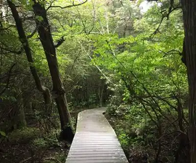 Sentier de randonnée White Cedar Swamp Trail - paysage naturel