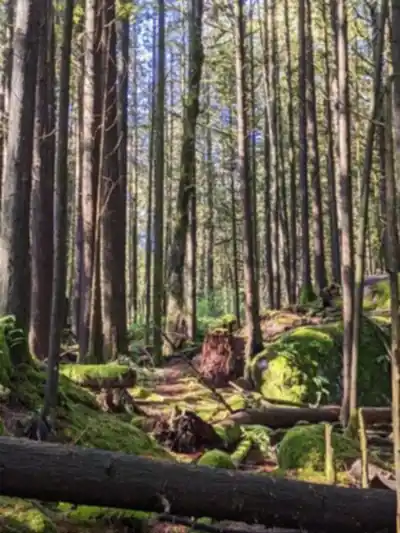 Explore Sasquatch Provincial Park trail