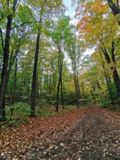 Sentier de randonnée Ganaraska Forest Trail - paysage naturel