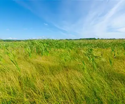 Pickerel Lake hiking trail - natural landscape