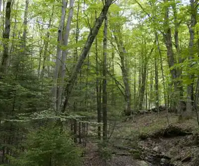 lake raponda hiking trail - natural landscape