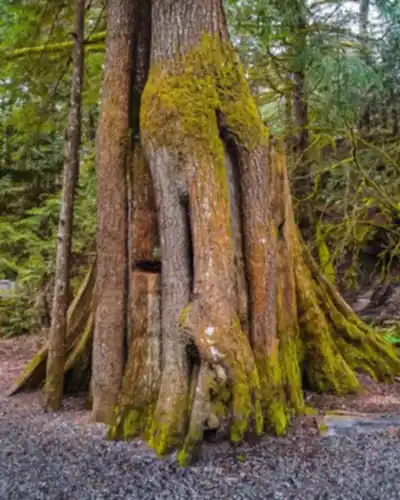 Explore Shannon Falls Provincial Park trail