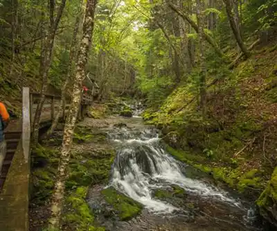 Vue en randonnée de Dickson Falls