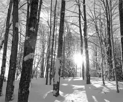 Hiking to Mont Sutton - trail photo