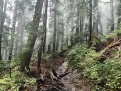 Hiking view of Dog Mountain Trail