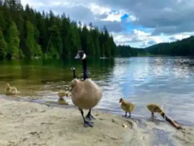 Sasamat Lake scenery - hiking