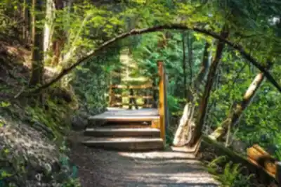 Explore Sasamat Lake trail