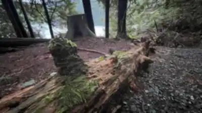 On the trails of Sasamat Lake