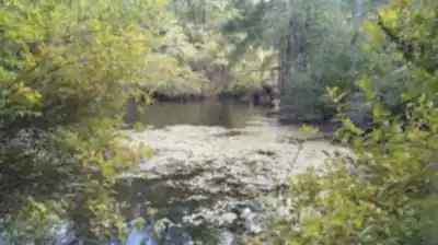 Explore Thetis Lake trail