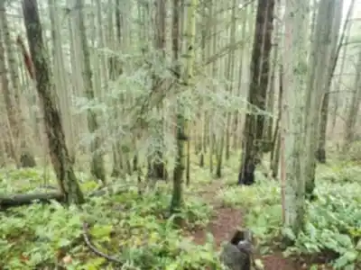 Hiking view of Thetis Lake