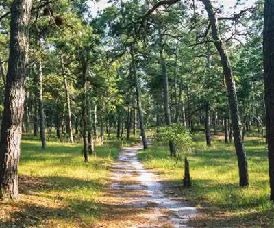 Sentier de randonnée The Pine Barrens - paysage naturel