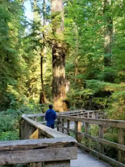 Vue en randonnée de Cathedral Grove - MacMillan Provincial Park