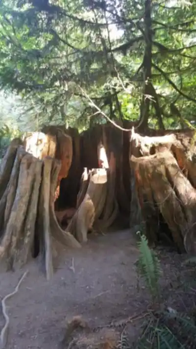 Randonnée Cathedral Grove - MacMillan Provincial Park - nature et plein air