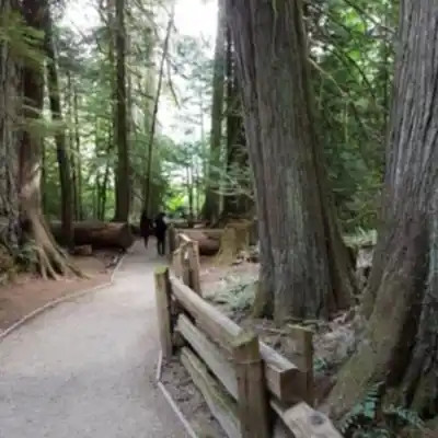 Explorer le sentier Cathedral Grove - MacMillan Provincial Park