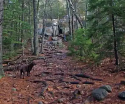 Saint Sauveur Mountain, Maine hiking trail - natural landscape