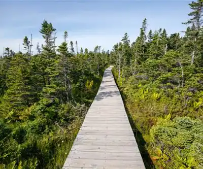 Cape Breton Highlands hiking trail - natural landscape