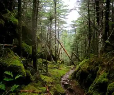 Vue en randonnée de Burnt Mountain, Vermont