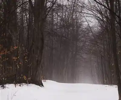 Discover Bruce Trail in Hamilton, Halton and Brant