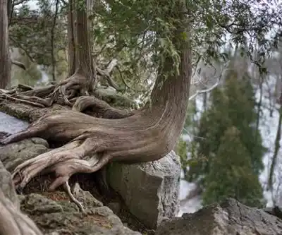 Bruce Trail hiking trail - natural landscape