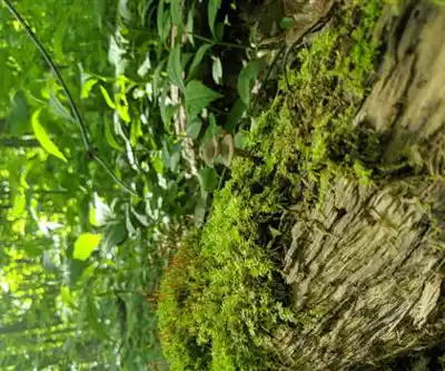Hiking view of Bruce Trail
