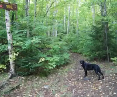 Wakely Mountain, New York hiking trail - natural landscape