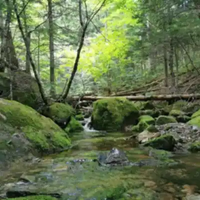 Explorer le sentier Mont Gosford