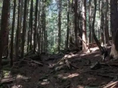 Explore Alouette Mountain trail