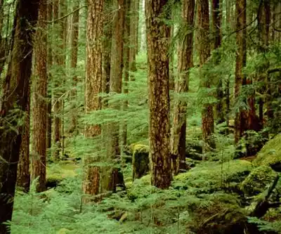 Elk River Trail hiking trail - natural landscape