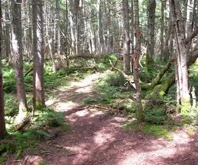 Sentier de randonnée East Sleeper, New Hampshire - paysage naturel