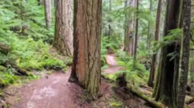 Explore Cheakamus Lake trail
