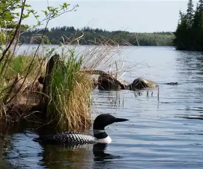 Sentier de randonnée Falcon Lake - paysage naturel