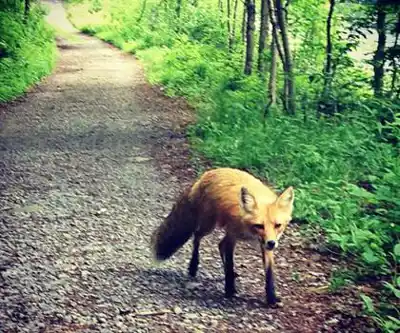 Nature walk at Camp Mercier