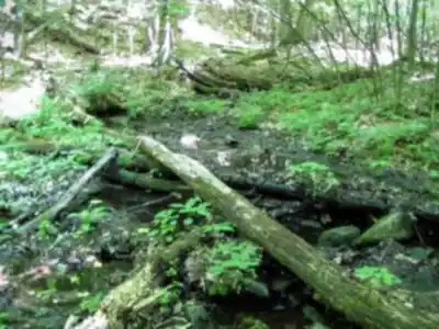 Mont Rougemont hike - nature and outdoors